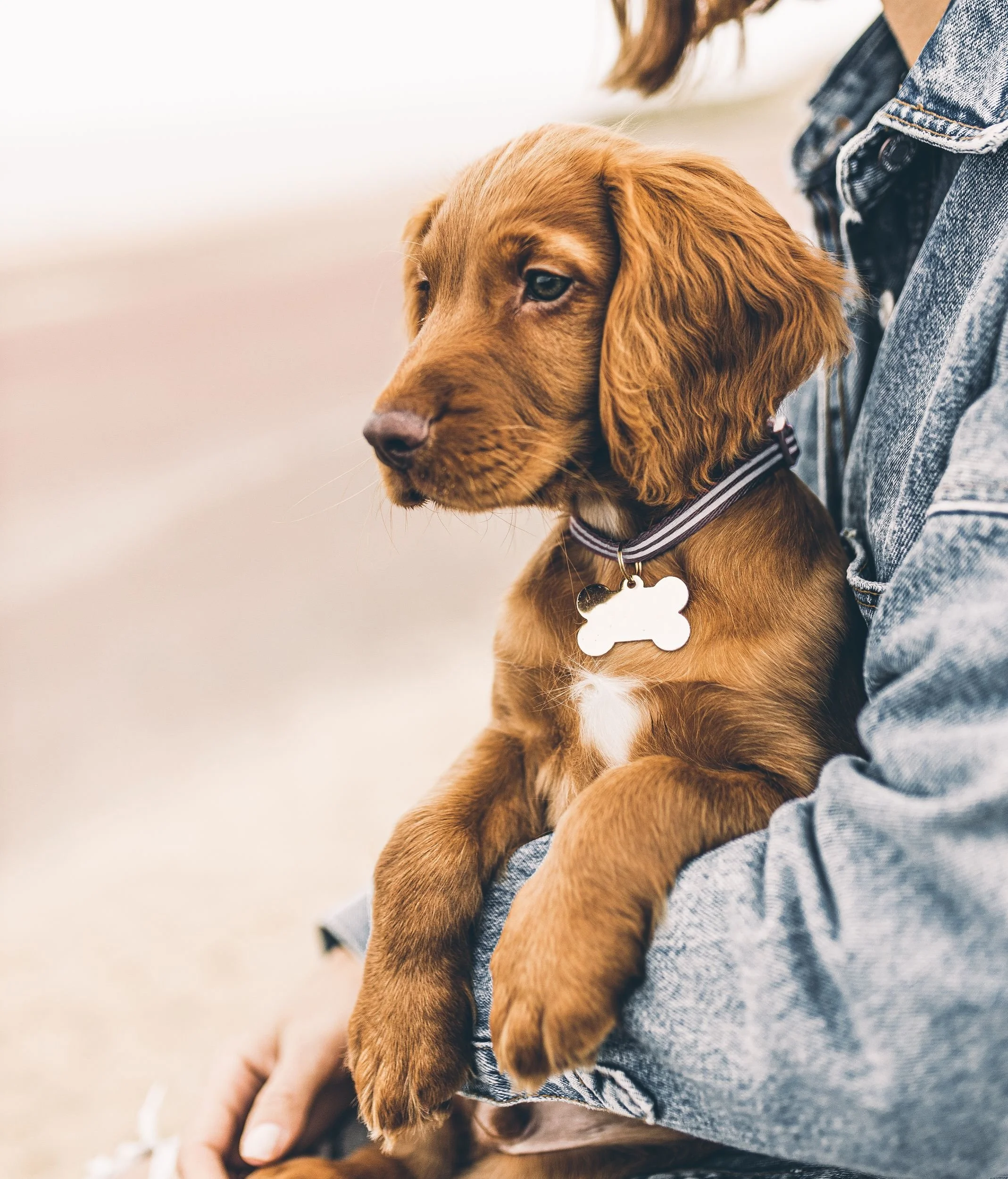 Group puppy classes near me cheap